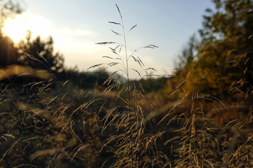 Fototapeta premium blades of grass with backlight of the setting sun