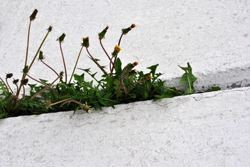 Dandelions flowering plants with buds growing in line in crack of wall with white plaster, horizontal background
