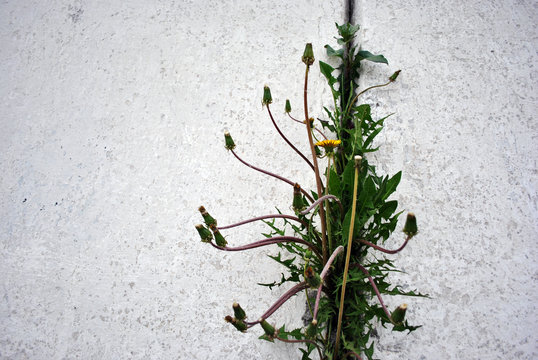 Fototapeta Dandelions flowering plants with buds growing in line in crack of wall with white plaster, vertical background close up detail