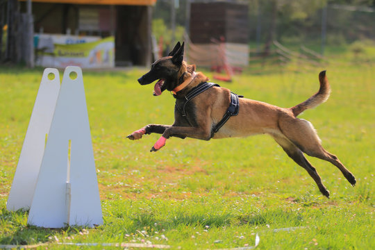 Belgian shepherd flyball