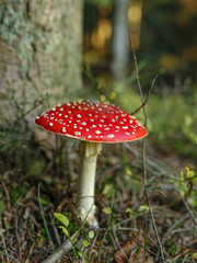 closeup of red toadstool in the forest