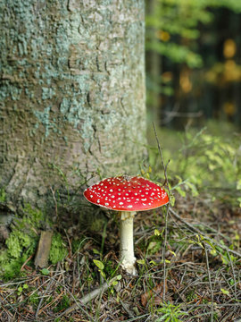 closeup of red toadstool in the forest