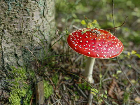 closeup of red toadstool in the forest