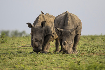 Obraz premium White rhino's walking in Sabi Sands Private Game Reserve, one with an Oxpecker on his back, in the Greater Kruger Region in South Africa