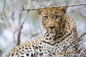 Male Leopard portrait in Sabi Sands Private Game Reserve in the Greater Kruger Region in South Africa