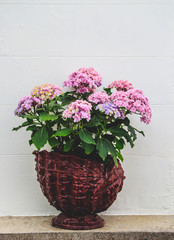 Beautiful blooming Hydrangea flower in a pot in front of a white wall