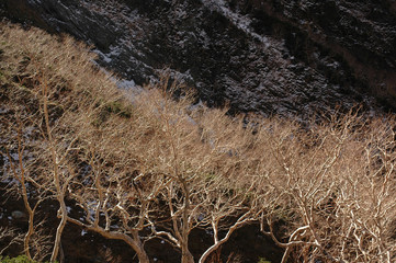 the trees fallen leaves in Kamikochi(early winter season) / 初冬の上高地 落葉したダケカンバの木々と初雪