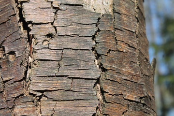 the texture of the tree bark background abstraction moss cracks