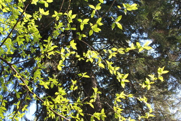forest nature flowers sky the branches of the grass trees spring background abstraction