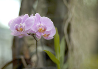 Beautiful pink orchids flowers. Exotic plant