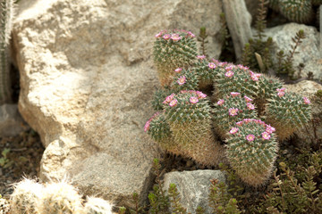 Green exotic round cactuses. Stones. Desert succulent plants