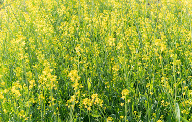 yellow rape field 