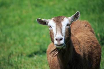 goat on farm