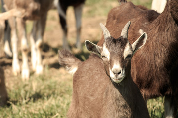 goat on farm
