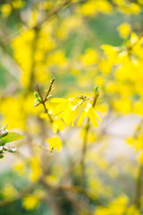 Blossoming branch with blurred background. Spring concept