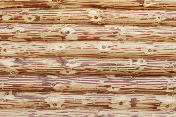 Wall of a log house. Fresh otosanye logs.