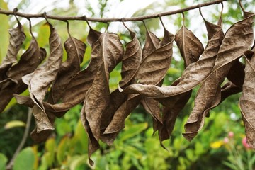 close up dry leaf on branch tree