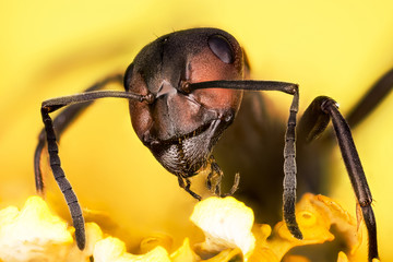 Focus Stacking - rufa