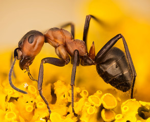 Focus Stacking - rufa