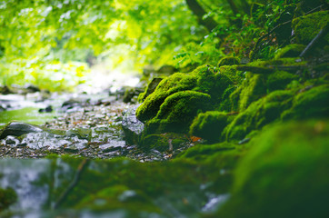 Beautiful green countryside. River with big rocks covered by moss and deciduous forest. Green landscape - 205218529