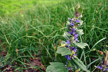 Salvia tesquicola blue flowers, grass background, soft bokeh