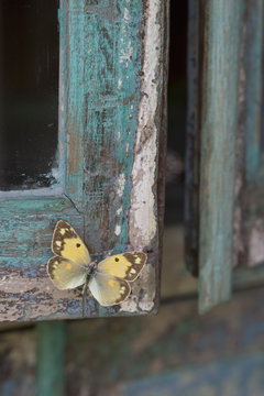 Painted blue wood and yellow butterfly