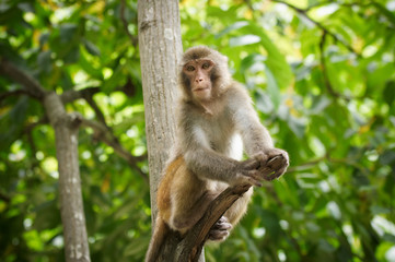 Naklejka premium Monkey on the tree, Monkey Climbing Tree
