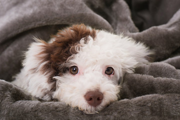 Liegender Pudelmischling liegt auf einer Decke