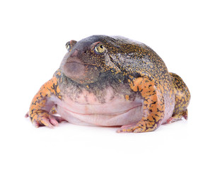 bullfrog on white background