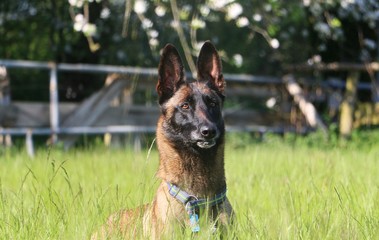 beautiful malinois portrait in the garden