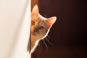 Cute red kitten peeking out the corner on a beautiful light