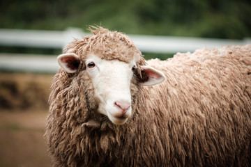 Cute funny happy sheep at outdoor garden nature field valley