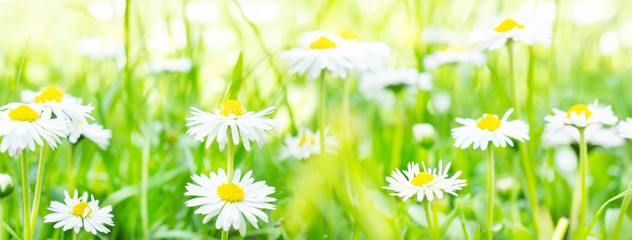 Daisies, flower meadow in the sunlight, banner