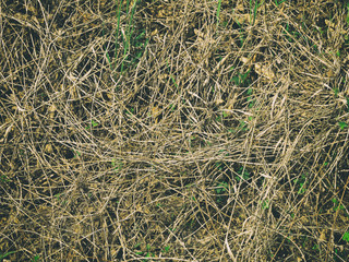 Texture of old dried branches