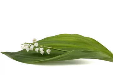 Papier Peint photo autocollant Muguet Fleur blanche de muguet, lat. Convallaria majalis, isolé sur blanc