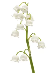 Papier Peint photo Lavable Muguet Fleur blanche de muguet, lat. Convallaria majalis, isolé sur blanc