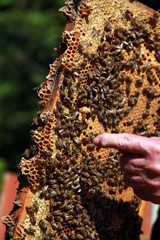 Bienenvolk