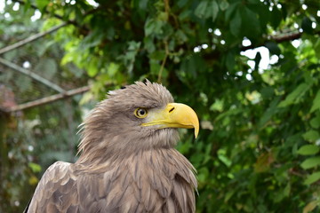 eagle closeup in garden 