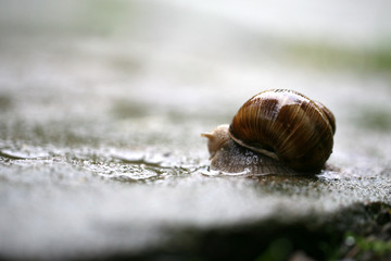 Helix pomatia on the pavement during rain