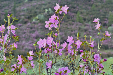 flowering shrub in the Altai