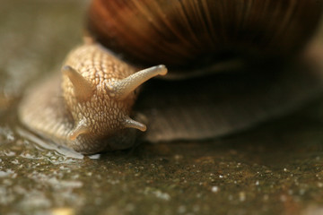 Helix pomatia on the pavement during rain