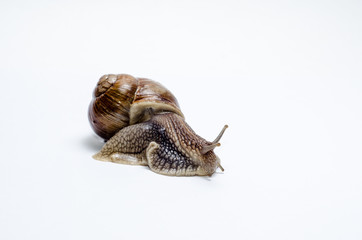  Roman snail on white background.