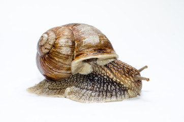  Roman snail on white background.