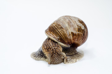  Roman snail on white background.