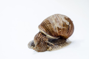  Roman snail on white background.