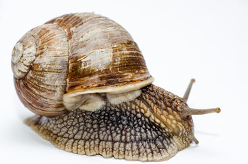  Roman snail on white background.
