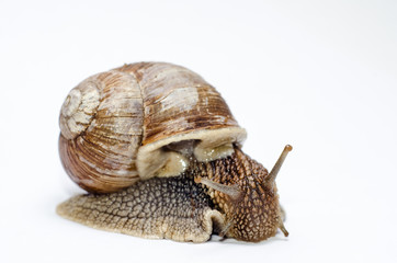  Roman snail on white background.
