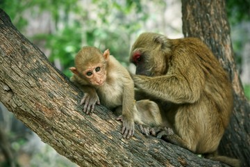 Naklejka na ściany i meble Little monkey have finding tick on skin on tree