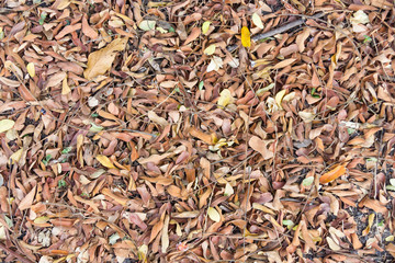 Dry leaves texture background