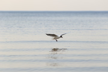 seagull in flight